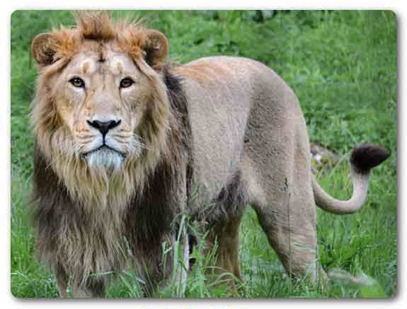  Gujarat State animal, Asiatic Lion, Panthera leo persica